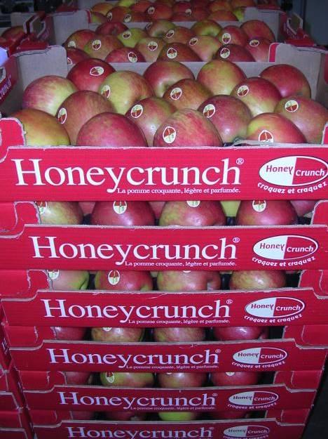 Honeycrunch Trademark name used in Europe for Honeycrisp Production commencing in South Africa, Chile, and New Zealand
