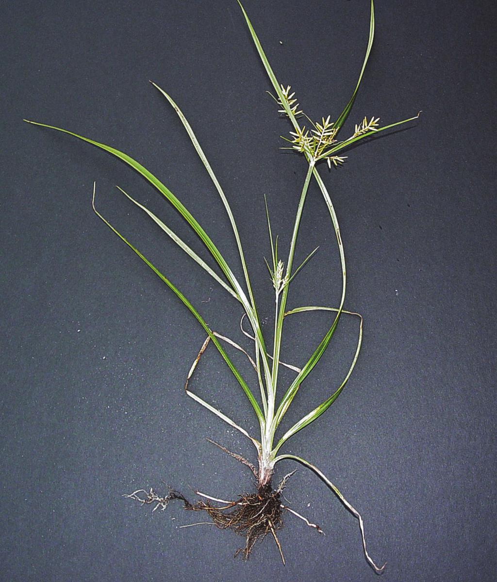Comments: thrives in moist sandy soils but does not tolerate shade, often thought to be the world s worst weed Green Kyllinga Kyllinga brevifolia (Cyperus brevifolius) Figure 1.