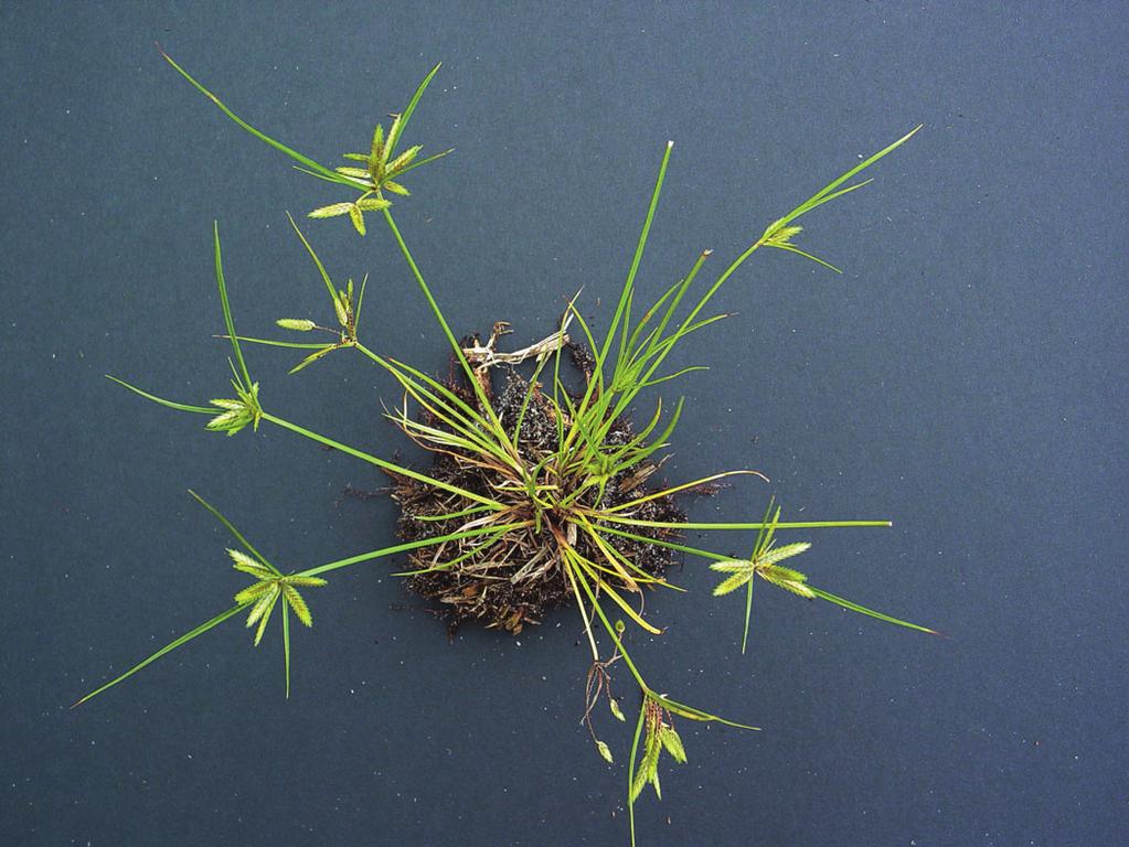 Globe Sedge Cyperus croceus (Cyperus globulosus) Almost identical to Cylindric Sedge. Differs in that the seed heads are globular instead of cylindrical. Figure 4.