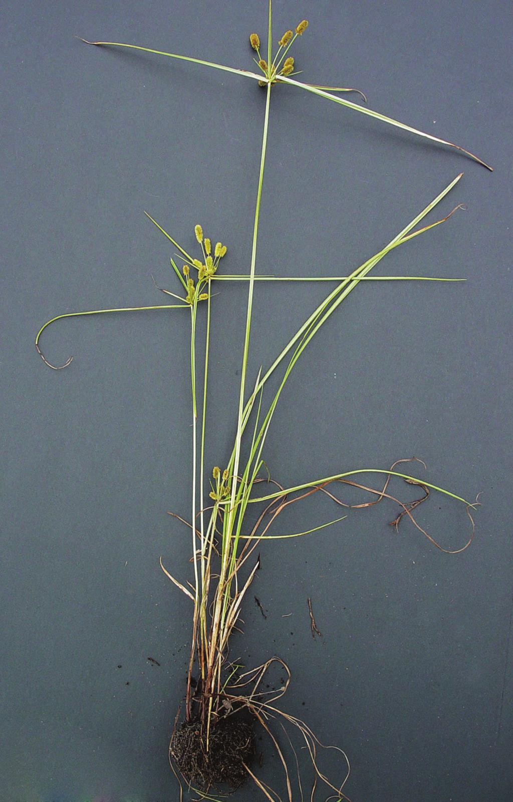 few to several branches of tight globular clustered spikelets, green and turning brown to black at maturity and very short rhizomes Comments: grass-like, occurs in dry to moist sandy habitats,