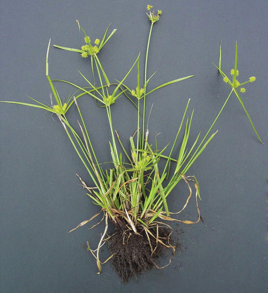 branches of tight cylindrical clustered spikelets, green and turning brown to black at maturity and the very short rhizomes Comments: grass-like, occurs in most sandy habitats, extremely common