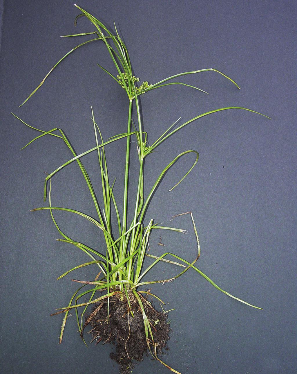 Sedge-Like Weeds Doveweed Murdannia nudiflora Season: warm season annual Stem: fleshy, creeping Height: up to 12 inches tall, rooting at nodes Leaf blade: fleshy, alternate, narrow, lanced-shaped