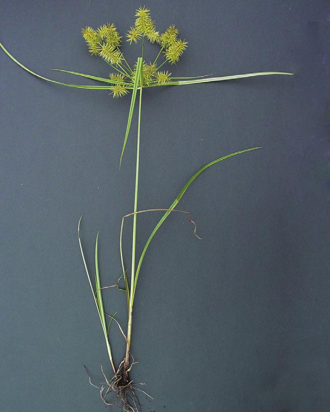 Surinam Sedge Texas Sedge Cyperus polystachyos Season: annual Stem: erect, rounded, smooth Leaf blade: up to 1/8 inch wide, basal Seed head: few to many branches, many flattened spikelets, clustered