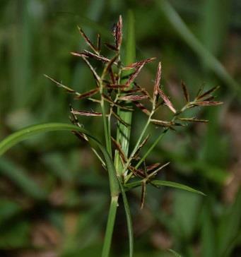 Barnyardgrass Echinochloa crus-galli Weeds of Rice A warm-season vigorous grass reaching up to 5 feet, barnyardgrass has panicles that may vary from reddish to dark purple.
