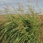 Weedy rice is red rice that is resistant to imazethapyr as a result of interbreeding with Clearfield rice.