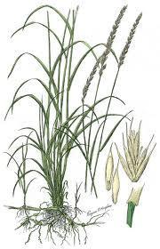 Characteristics Grass has prominent nodes on the stems Often branches near the base and produces multiple stems that are erect to ascending Grows 2 to 2 1/2 tall Grows from rhizomes Clump-forming