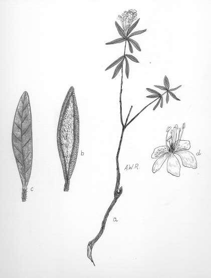0 2.5 cm long, arching in fruit. Calyx 5-toothed, small. Corolla of 5 obovate and spreading petals, white, in terminal umbel-like clusters. Stamens 5-8. Filaments long, slender; anthers pale.