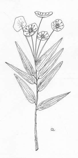 120 Robertson: FLORA OF PEATLAND ECOSYSTEMS Kalmia polifolia Wang. Bog Laurel Slender straggly shrub. Branchlets 2-edged.
