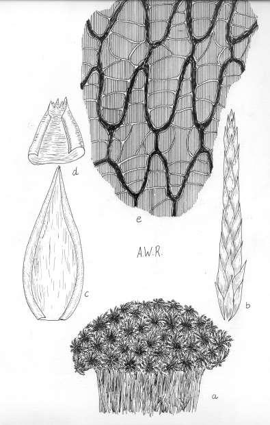 122 Robertson: FLORA OF PEATLAND ECOSYSTEMS Sphagnum rubellum Wils.