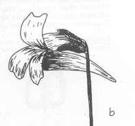 Robertson: FLORA OF PEATLAND ECOSYSTEMS 135 Pinguicula vulgaris L. Butterwort Perennial acaulescent herbs. Leaves 3-6, in a basal rosette, spatulate, 2.0-6.