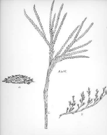 14 Robertson: FLORA OF PEATLAND ECOSYSTEMS - Juniperus horizontalis Moench. Creeping Savin A procumbent, or creeping shrub; branches often greatly elongate, bearing numerous erect branchlets, 1.0-3.