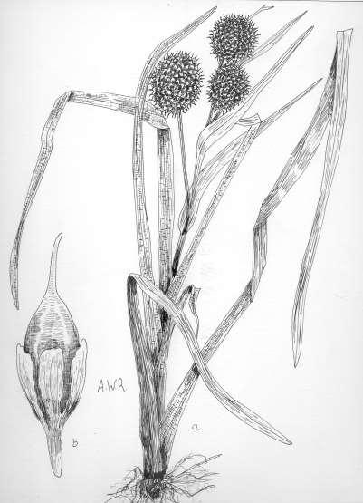 16 Robertson: FLORA OF PEATLAND ECOSYSTEMS - Sparganium americanum Nutt. Bur Reed Aquatic herbs, perennial from rhizomes. Stem stout to slender, 0.3-1.0 m tall.