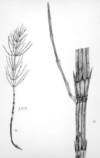 2 Robertson: FLORA OF PEATLAND ECOSYSTEMS - Equisetum palustre L. Marsh Horsetail Rhizomes glabrous, shiny-black, creeping, branched, deeply subterranean.