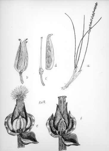 Robertson: FLORA OF PEATLAND ECOSYSTEMS - 21 Triglochin palustre L. Arrow Grass Rootstock short, emitting filiform bulb-bearing stolons.