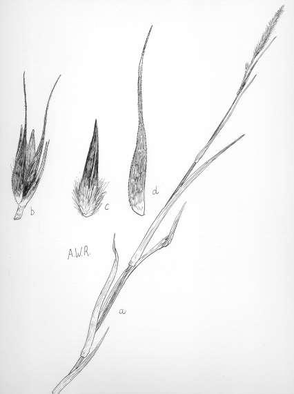 24 Robertson: FLORA OF PEATLAND ECOSYSTEMS - Perennial, upright from hard slender, elongate, scaly rhizomes. Cuims simple, or with few erect basal branches, 0.3-1.