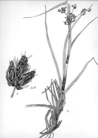 28 Robertson: FLORA OF PEATLAND ECOSYSTEMS - Scirpus atrocinctus Fern. Wool Grass Culms slender, 0.3-1.8 m high; 1.0-4.0 mm thick below the inflorescence. Leaves bright green, 2.0-5.0 mm wide.