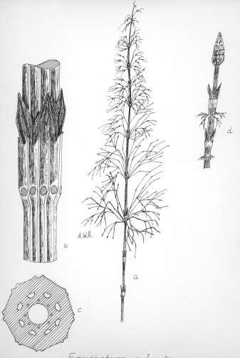 Robertson: FLORA OF PEATLAND ECOSYSTEMS - 3 Equisetum sylvaticum L. Wood Horsetail Rhizomes creeping, branched, deeply subterranean. Stems annual, dimorphic, erect, 3.0-6.0 dm long.