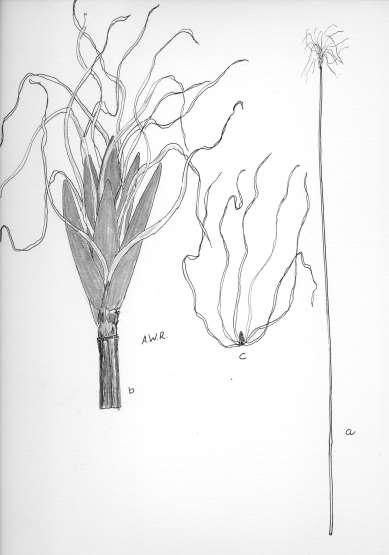 30 Robertson: FLORA OF PEATLAND ECOSYSTEMS - Scirpus hudsonianus (Michx.) Fern. Perennial sedge in small tussocks from horizontally creeping rhizomes. Cuims 1.0-4.