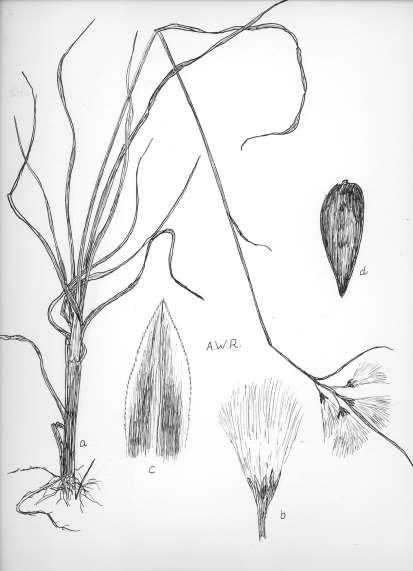 Robertson: FLORA OF PEATLAND ECOSYSTEMS - 35 Eriophorum viridi-carinatum (Engelm.) Fern. Cotton Grass Culms cespitose to solitary, slender, trigonous, 0.3-1.0 dm tall.