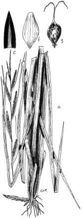 Robertson: FLORA OF PEATLAND ECOSYSTEMS - 39 Carex aquatilis Wahlenb. Northern Sedge Rhizomes sympodial, creeping, cord-like, with brown or purplish scales, never felty.