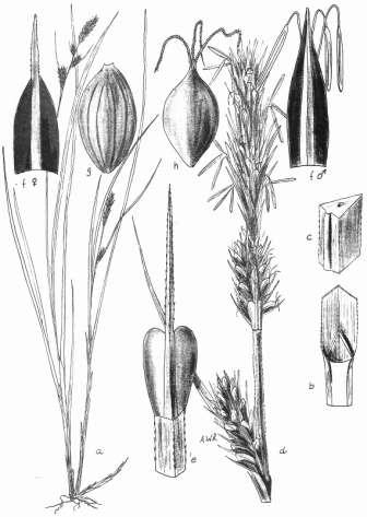 40 Robertson: FLORA OF PEATLAND ECOSYSTEMS - Carex buxbaumii Wahlenb. Club Sedge Medium sized sedge.