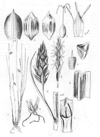 Robertson: FLORA OF PEATLAND ECOSYSTEMS - 47 Carex limosa L.