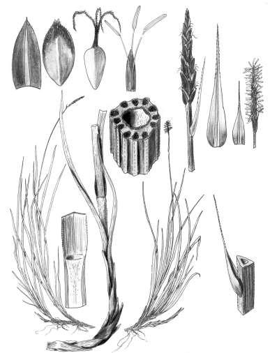 56 Robertson: FLORA OF PEATLAND ECOSYSTEMS - Carex scirpoidea Michx. Pointed Sedge Rhizomes sympodial, segments between shoots short. Basal sheaths vinous.