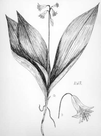 64 Robertson: FLORA OF PEATLAND ECOSYSTEMS - Clintonia borealis (Ait.) Raf. Blue Bead Lily Perennial herbs from slender rhizomes bearing 2-4 basal leaves.