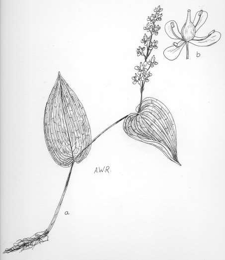 Robertson: FLORA OF PEATLAND ECOSYSTEMS - 65 Maianthemum canadense Desf.