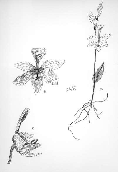 72 Robertson: FLORA OF PEATLAND ECOSYSTEMS - sepals and lateral petals nearly similar in color and length, separate and spreading. Column elongate, 2-winged above.
