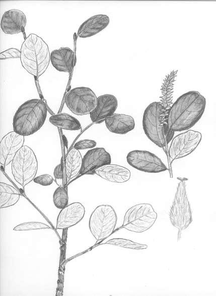 Robertson: FLORA OF PEATLAND ECOSYSTEMS - 73 Salix vestita Pursh Clothed Willow Depressed-ascending shrub up to 1.0 m tall.