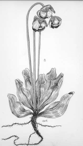 86 Robertson: FLORA OF PEATLAND ECOSYSTEMS - Sarracenia purpurea L. Pitcher Plant Carnivorous perennial herbs. Leaves 1.0-2.