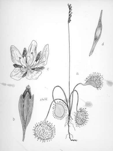 5 din long, filiform, stiffly erect, about equaling leaves in height, 3-20 flowered. Sepals oblong, 4.0-5.0 mm long, obtuse. Petals 6, white, rarely pink, spatulate, longer than sepals, 4.0-6.