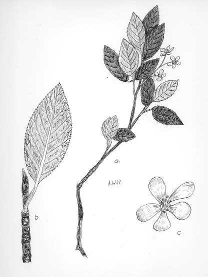 90 Robertson: FLORA OF PEATLAND ECOSYSTEMS - Amelanchier bartramiana (Tausch) Roemer Mountain June Berry Shrubs 0.5-2.5 in tall, cespitose~fastigiate, slender.