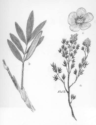 92 Robertson: FLORA OF PEATLAND ECOSYSTEMS - Potentilla fruiticosa L. Widdy Herbs or shrubs 0.2-1.0 m tall, brown bark soon shredding.