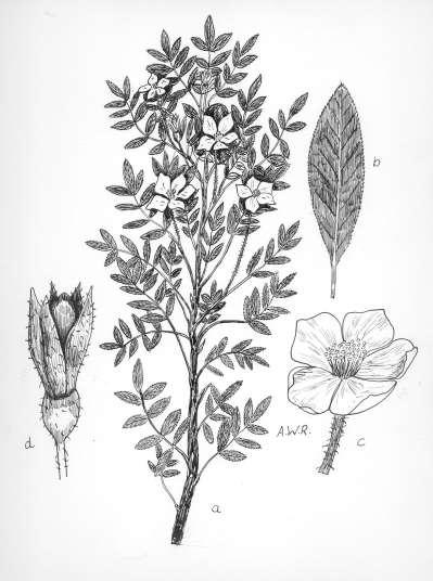 94 Robertson: FLORA OF PEATLAND ECOSYSTEMS - Rosa nitida Willd. Wild Rose Slender shrub, with pinnately compound leaves, 0.2-1.0 m tall, from slender stoloniferous rhizomes.