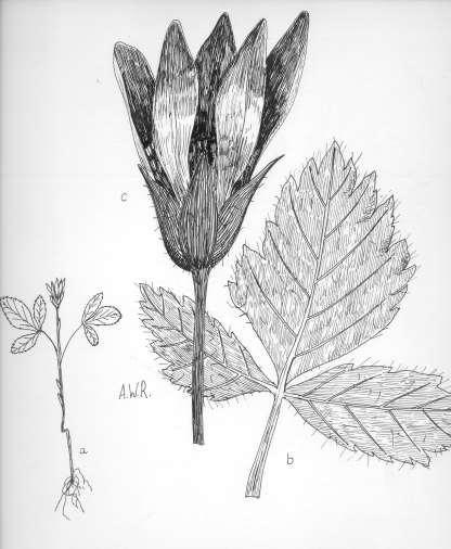 96 Robertson: FLORA OF PEATLAND ECOSYSTEMS - Rubus acaulis Michx. Dwarf Rasberry Stems herbaceous, from subterranean, filiform bases, 0.1-1.0 dm tall.