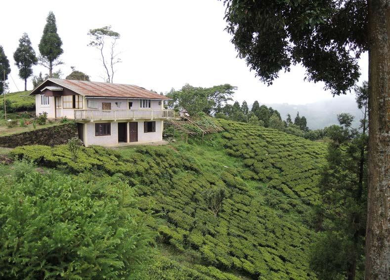 THE TEA SECTOR IN NEPAL : VALUE CHAIN ANALYSIS 27 Photo: ITC, Tea plantation, Ilam Nepal The Tea Policy 2000 has provisions for : Priority credit of up to 80 % of project cost with a tax grace period
