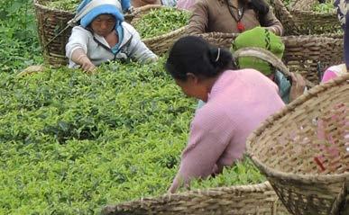 38 NEPAL NATIONAL SECTOR EXPORT STRATEGY TEA 2017 2021 WOMEN IN THE TEA SECTOR In Nepal, around 90 % of the farmers are women and most are usually small farm operators.