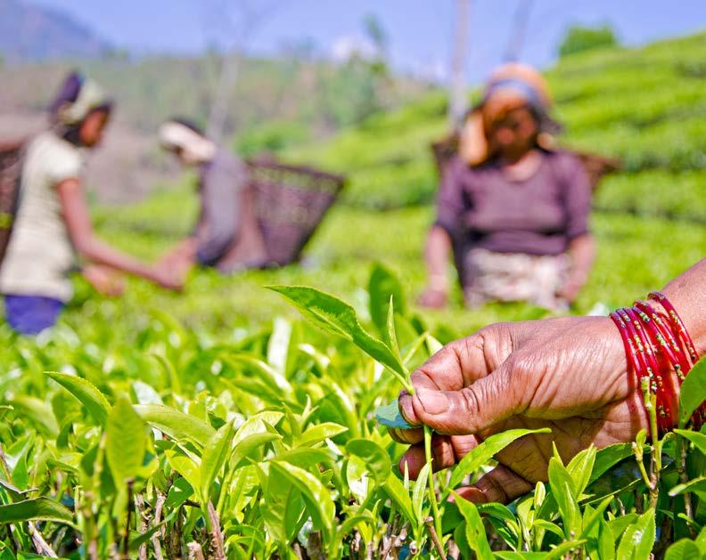 THE TEA SECTOR IN NEPAL : VALUE CHAIN ANALYSIS 53 Photo: USAID Nepal, A member of the EcoTea Cooperative, plucks the first flush of organic tea in her farm in Illam in eastern Nepal.