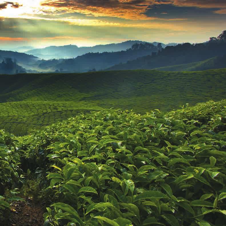 Redefining Ceylon Tea!