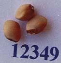 Seed texture seed coat contents and food preparation 2. Chemical and nutritional properties i).
