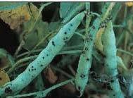 Major bean diseases and insect