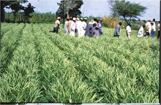 Crop Science 51:1877-1886) Grain Yield kg/ha