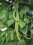 Conventional breeding: Cowpea resistance to major diseases,