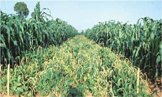 cropping systems