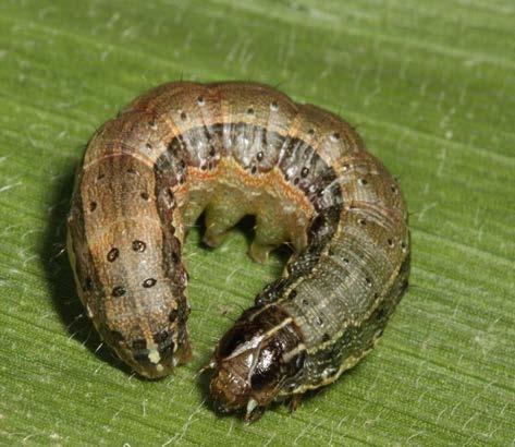 Six larval instars Fully-grown larvae are 3.1 3.