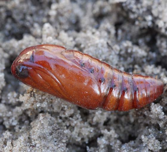 Pupa Pupation normally takes place in the soil at a depth of 2-8 cm. The pupa is reddish brown in color.