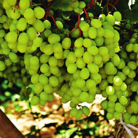 Starting in mid-january, table grapes are harvested from the end of May to the end of July.