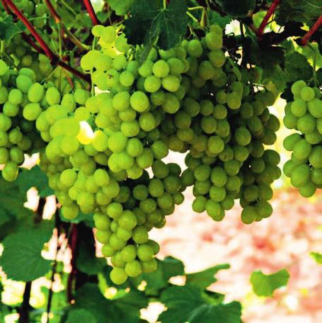 Who is involved Les Vignes de Marrakech is one of Morocco s largest producers and exporters of table grapes with 70 hectares under cultivation. Their grapes are mainly exported to Germany and the UK.